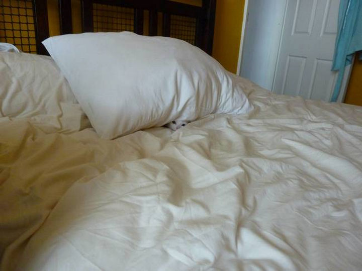 27 Stealthy Ninja Cats - Even ninja cats need some peace and quiet sometimes.
