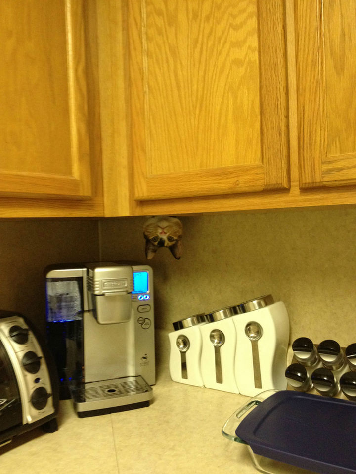 27 Stealthy Ninja Cats - "Did I hear someone say coffee?"