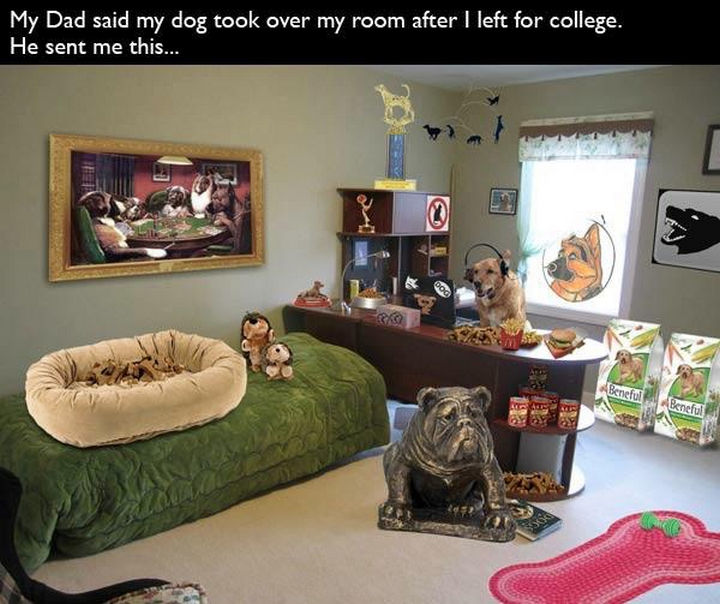 33 Trolling Parents - My dad said my dog took over my room after I left for college. He sent me this...