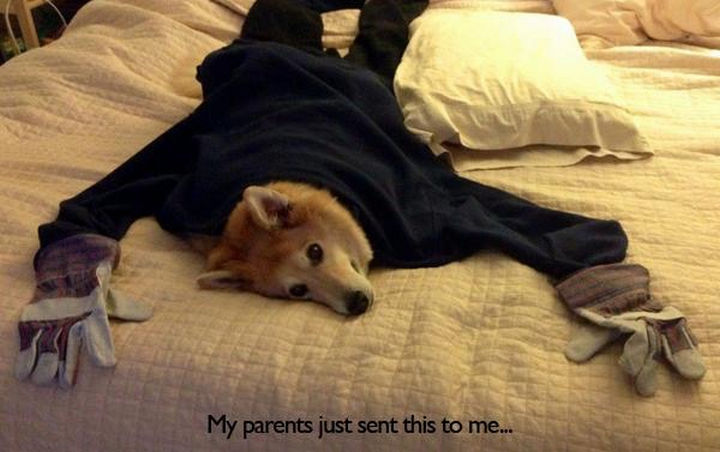 33 Trolling Parents - My parents just sent this to me...