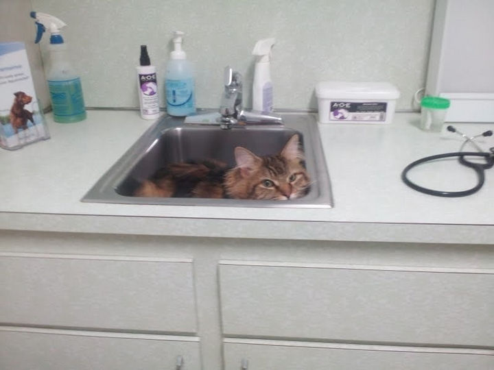 "Just TRY to take me out of this sink."