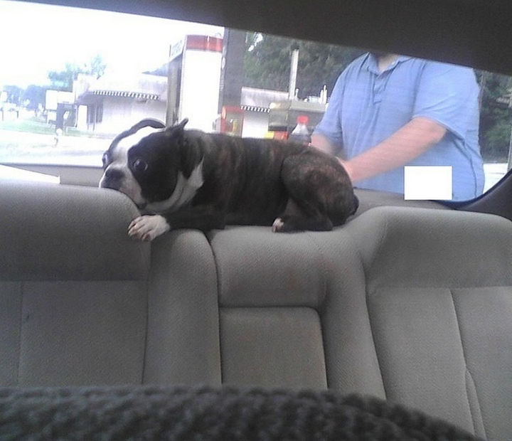 "OMG, the car stopped. The car is stopped in front of the vet!!"