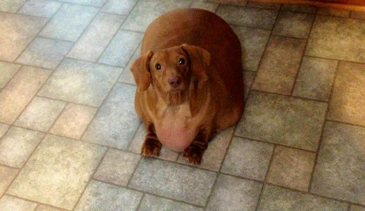 Dennis the overweight Dachshund weighed 56 pounds and lived on cheeseburgers, pizza, and junk food.