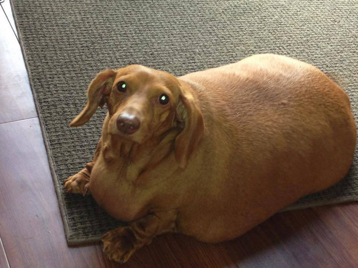 The 26-year-old nursing student that found him, Brooke Burton, didn't even know he was a Dachshund because of his size.