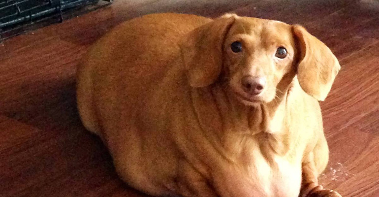 His Previous Owner Only Fed Him Burgers and Pizza but What His New Owner Did Will Amaze You