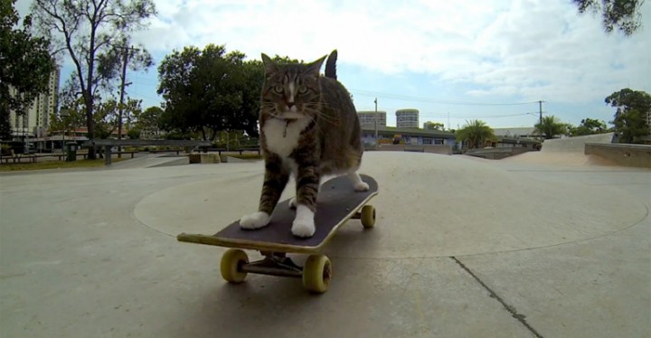 Skateboarding Cat Takes the Daily Grind to a Whole New Level.