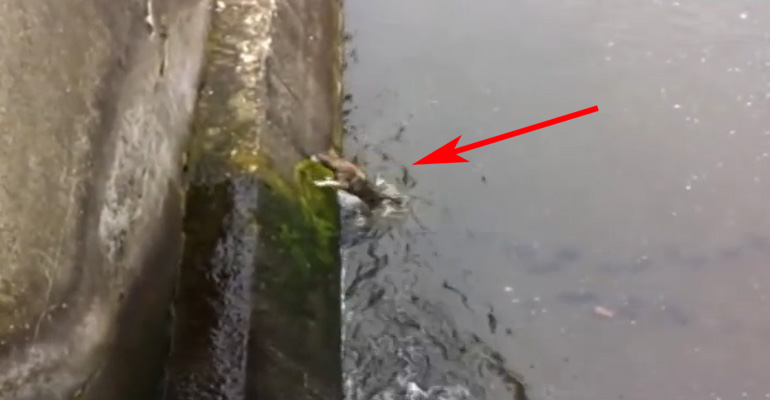 Dog Gets Rescued in an Icy River Canal in Romania.