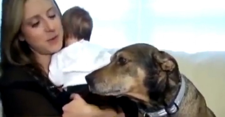 Duke the Dog Rescues His Owner's Baby With His Quick Action.
