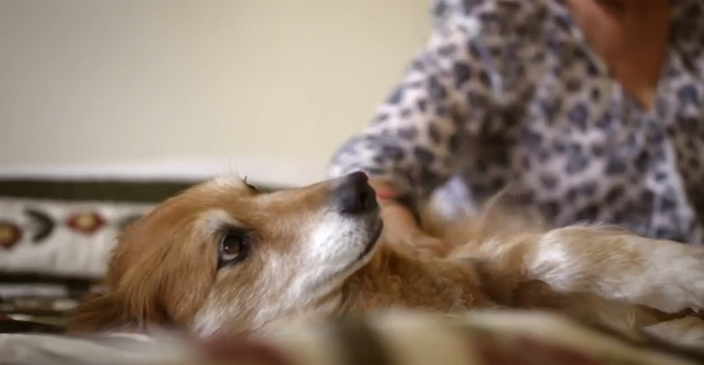 Doctors Said She Didn’t Have Cancer but She Listened to Her Dog Instead and It Saved Her Life