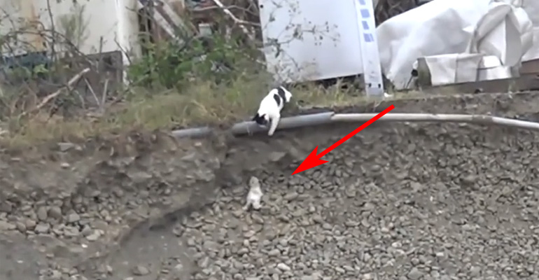 Mother Cat Bravely Saves Her Kitten from Danger after It Rolls Down a Rocky Trench