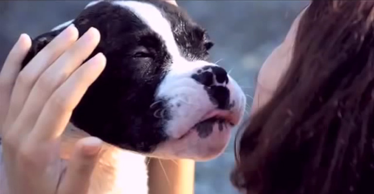 You’ll Love Your Dog Even More After Watching This and If You Don’t Have a Dog…You’ll Want One