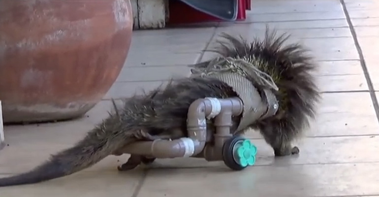 Zookeepers Were to Put This Porcupine to Sleep but an Idea Saved Its Life.