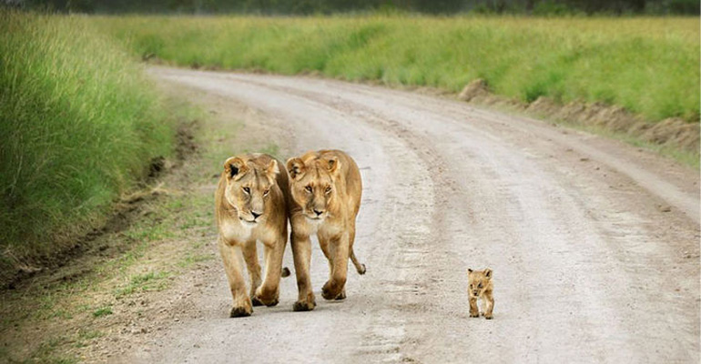 21 Animals and Their Young Showing What Family Is All About, Love.