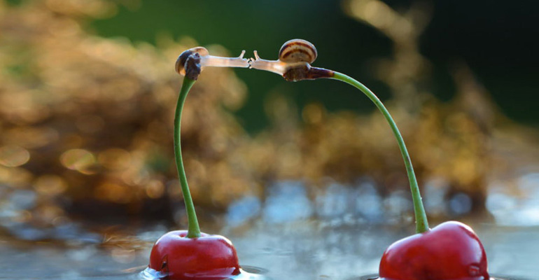 23 Incredible Snail Photos That Will Give You a New Appreciation for Mollusks