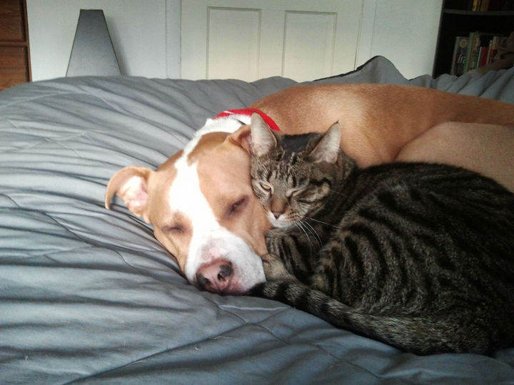 Reasons You Shouldn't Own a Pit Bull - They'll never get along with your other pets.