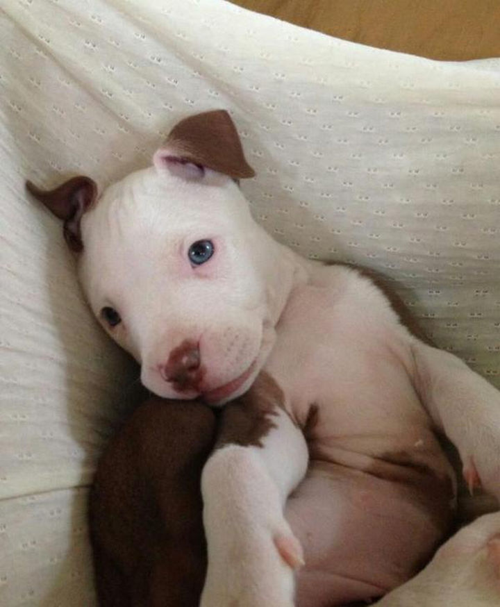 Reasons You Shouldn't Own a Pit Bull - They're vicious!