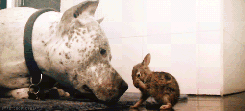 Reasons You Shouldn't Own a Pit Bull - Even this bunny is fearing for its life.