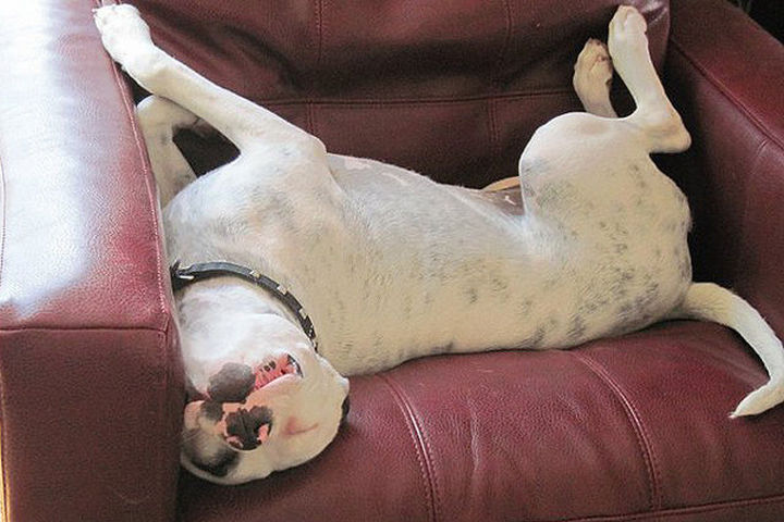 Reasons You Shouldn't Own a Pit Bull - They'll sleep in your favorite chair.