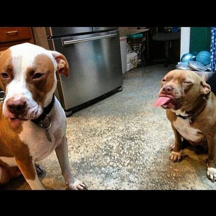 Reasons You Shouldn't Own a Pit Bull - They always want to fight.