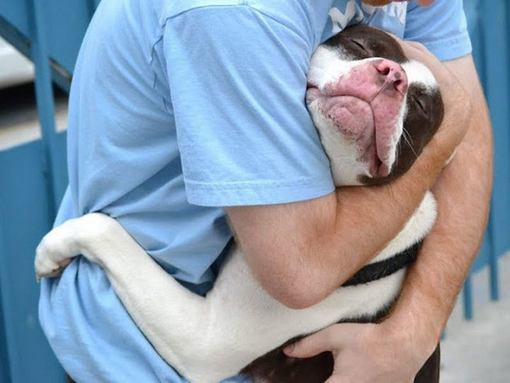 Reasons You Shouldn't Own a Pit Bull - All they want to do is hug, hug, hug.