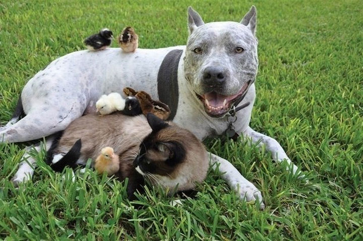 Reasons You Shouldn't Own a Pit Bull - The other pets in the neighborhood will be afraid of them.
