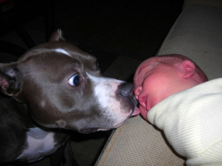 Reasons You Shouldn't Own a Pit Bull - They're not good around babies.