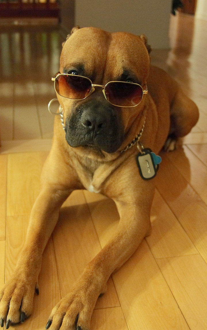 Reasons You Shouldn't Own a Pit Bull - Their coolness factor will intimidate you.