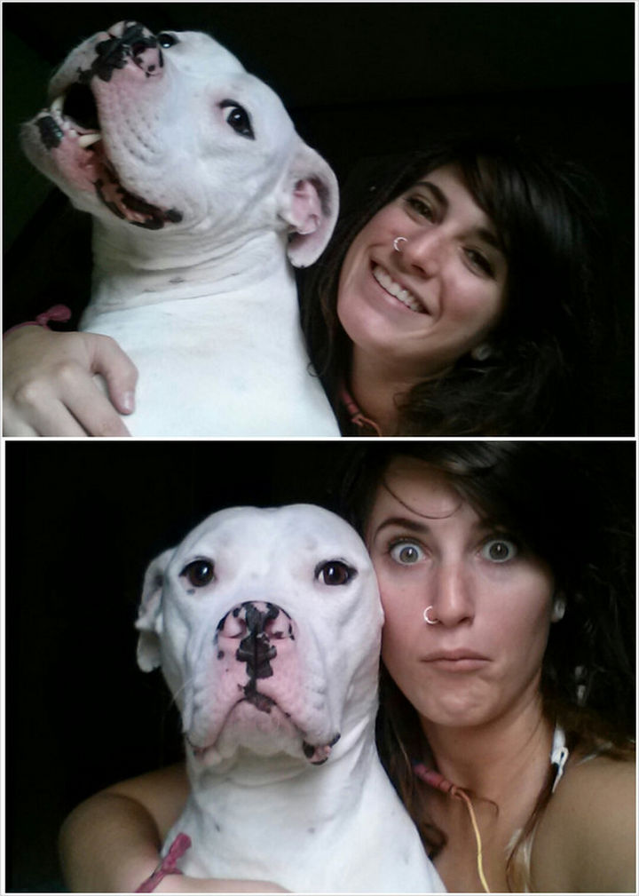 Reasons You Shouldn't Own a Pit Bull - They're always serious.