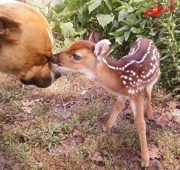 Reasons You Shouldn't Own a Pit Bull - Even deer are afraid of them.
