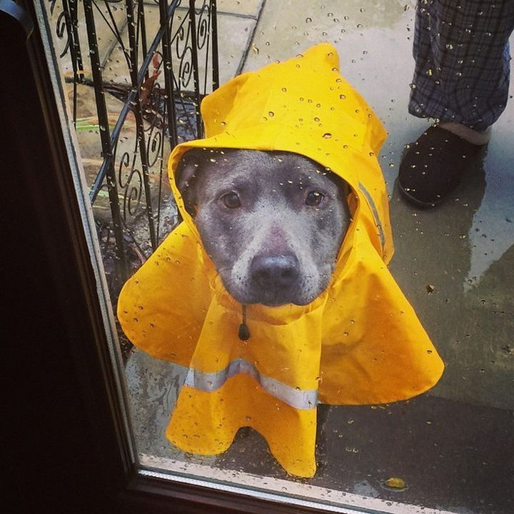 Reasons You Shouldn't Own a Pit Bull - They look cute in a raincoat!
