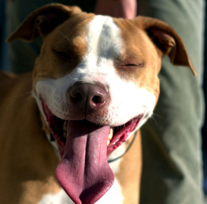Reasons You Shouldn't Own a Pit Bull - They always have huge smiles!!