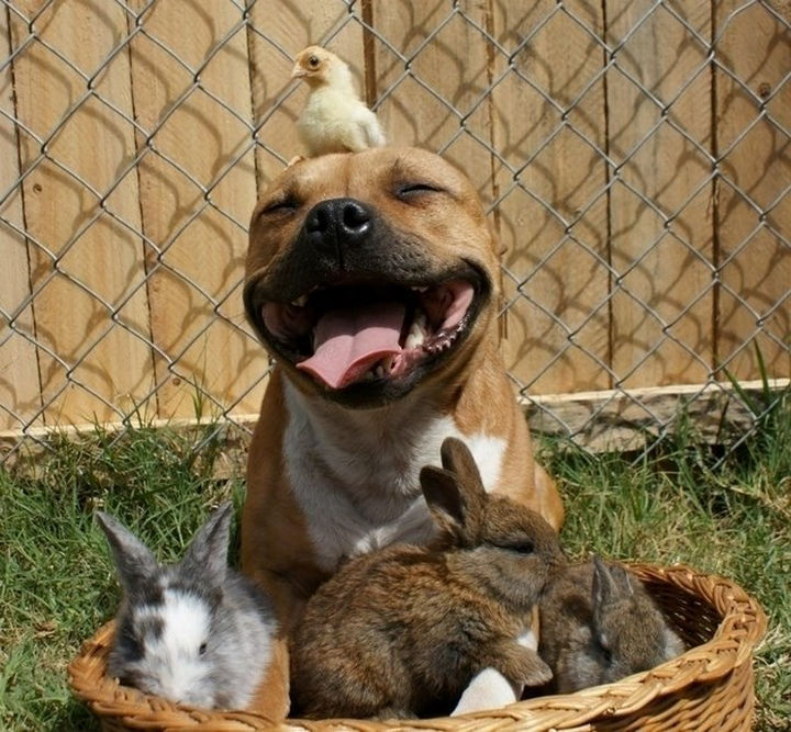 Reasons You Shouldn't Own a Pit Bull - And animals love them!!! Wait a minute...
