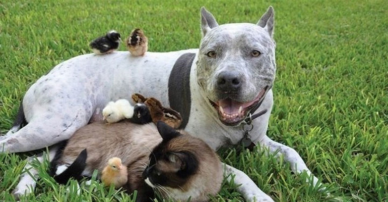 23 Reasons Why You Won’t Like Having a Pit Bull as a Pet