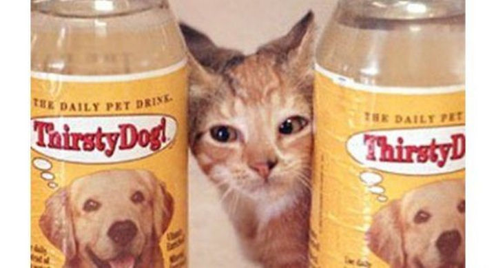 27 Failed Products - Thirsty Cat! and Thirsty Dog! bottled water.