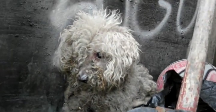 Blind Dog Rescue of Fiona. What Happened After Is a Miracle!