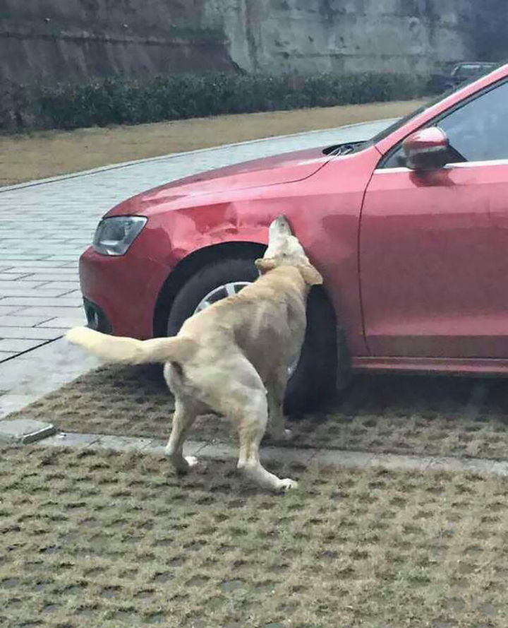 Dog Kicked by Driver Returns Later and Trashes His Car 04