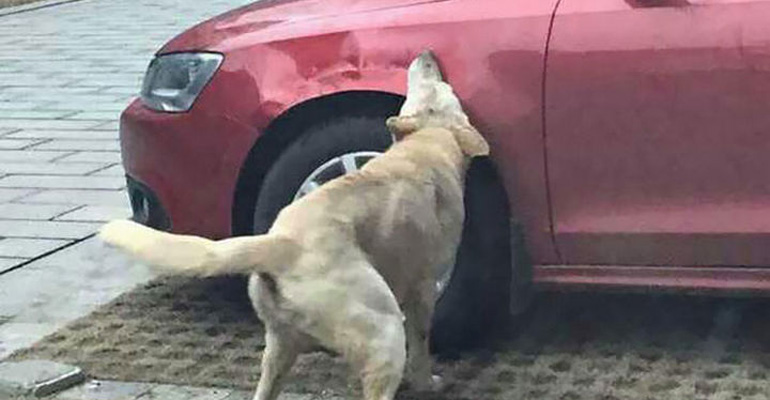 This Dog Was Kicked by a Driver but He Returned With Friends and Trashed His Car
