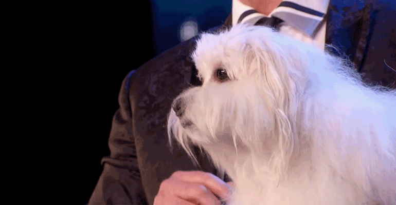 Marc Métral Introduces His Talking Dog on Britain's Got Talent.
