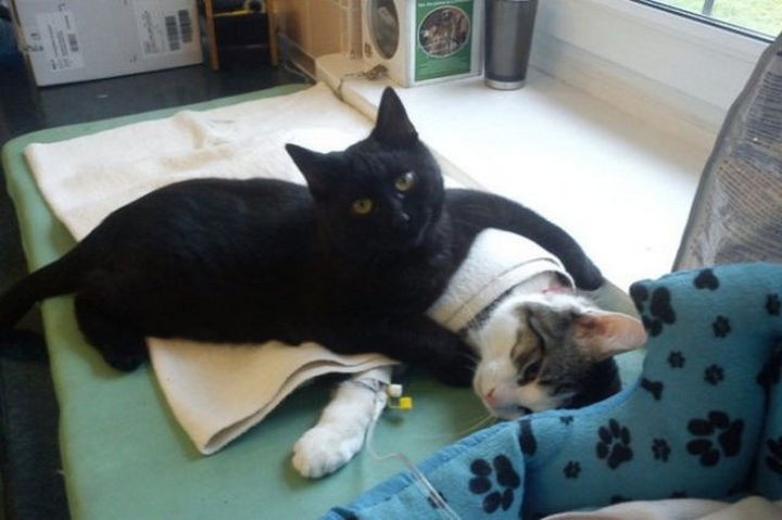 Rademenes the cat had a life-threatening respiratory track infection but recovered thanks to the care of veterinarians from the Polish animal shelter.