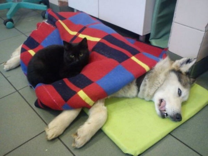 Rademenes the nurse cat seems to understand that nothing feels better when recuperating than feeling the warmth of someone who cares next to you.
