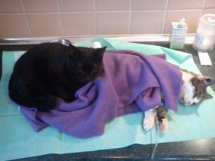 He offers comfort to every animal in the shelter.
