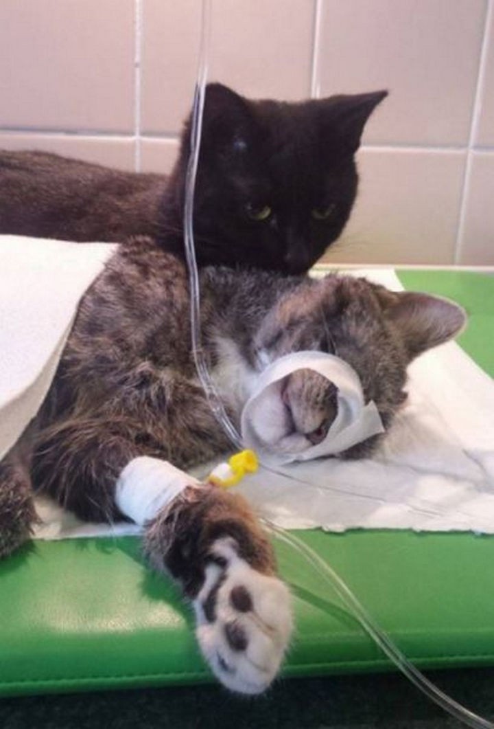 He also cares for them by giving them lots of hugs and cleaning them.