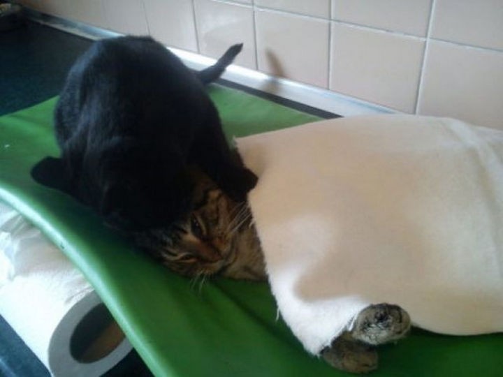 The staff at the shelter jokes that he is now a full-time nurse because of his huge heart.