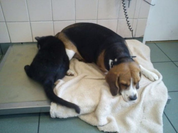 He is a huge asset to the shelter and will help so many animals get better.