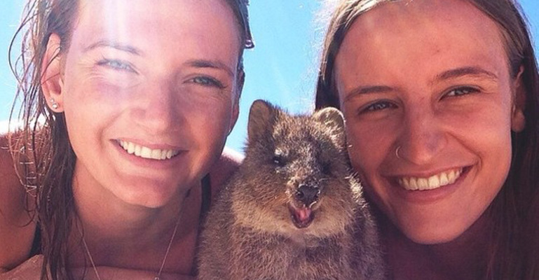 Quokka Selfie Trend Is so Adorable That Internet Cats Should Be Getting Jealous