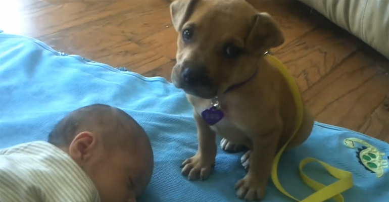 This Puppy’s Job Was to Watch the Baby but What He Did Next Warmed My Heart