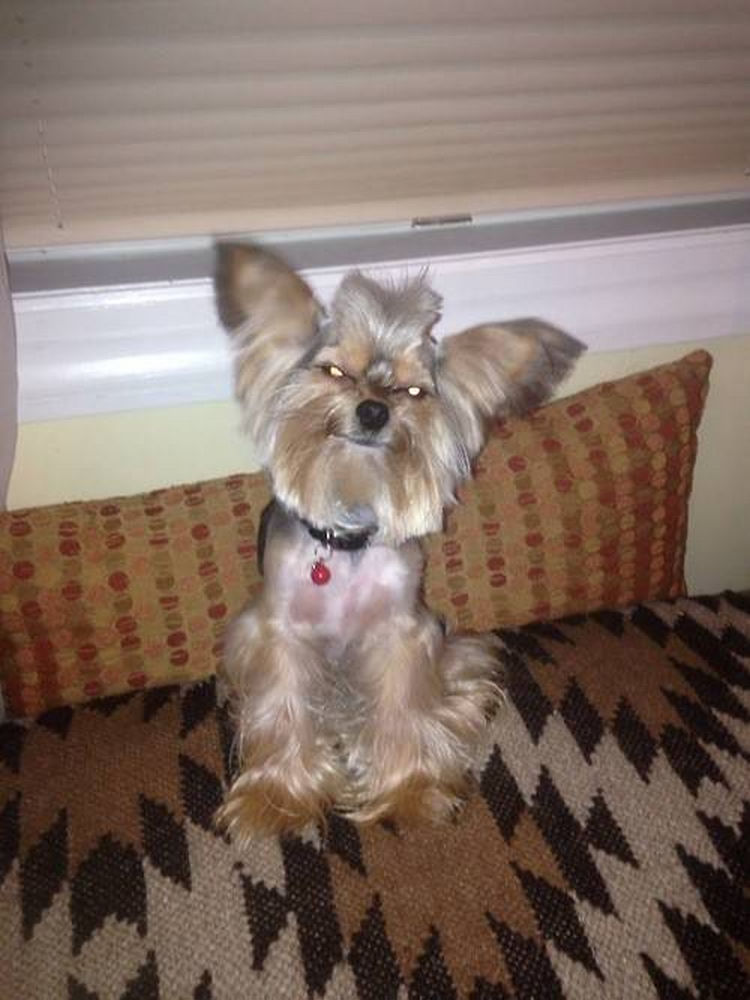 23 Weird Dog Hairdos That Will Make You Laugh or Cringe