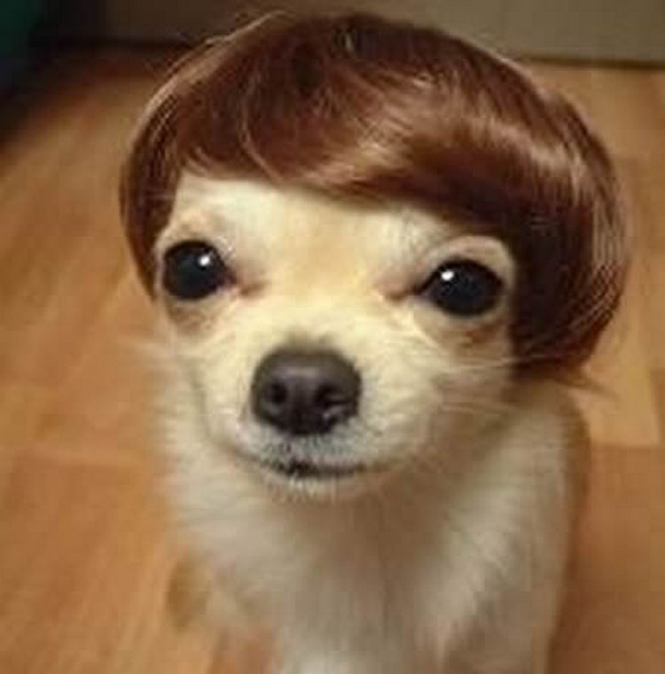 23 Weird Dog Hairdos That Will Make You Laugh or Cringe