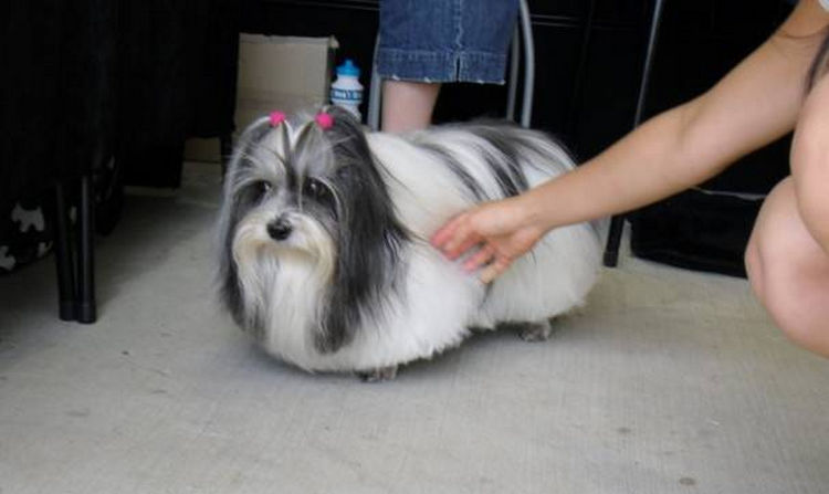 23 Weird Dog Hairdos That Will Make You Laugh or Cringe