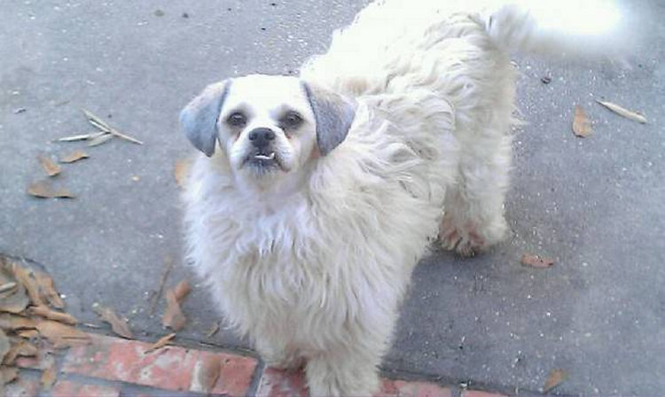 23 Weird Dog Hairdos That Will Make You Laugh or Cringe